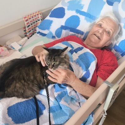 Kočičí návštěva
